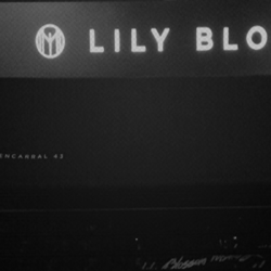 LILY BLOSSOM